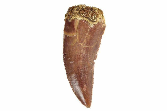 Serrated, Raptor Tooth - Real Dinosaur Tooth #245794